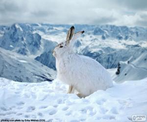 пазл Белый кролик в снегу